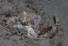 Canthigaster punctata