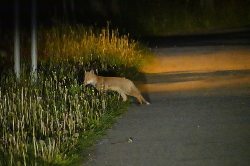 líška hrdzavá (Vulpes vulpes)