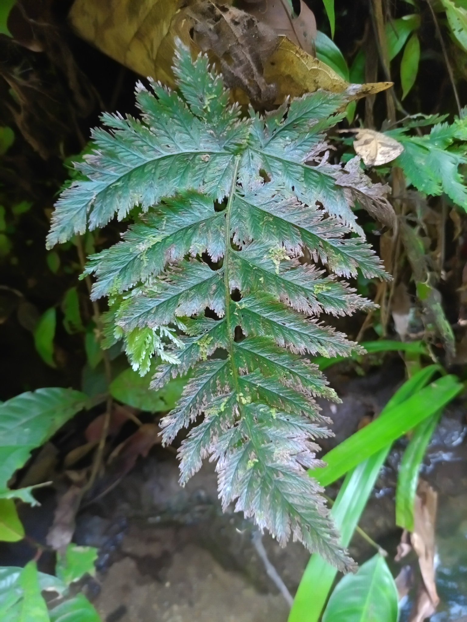 Trichomanes elegans