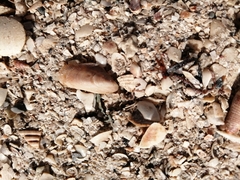 Brachidontes modiolus