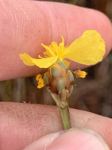 Small's yellow-eyed grass (Xyris smalliana)