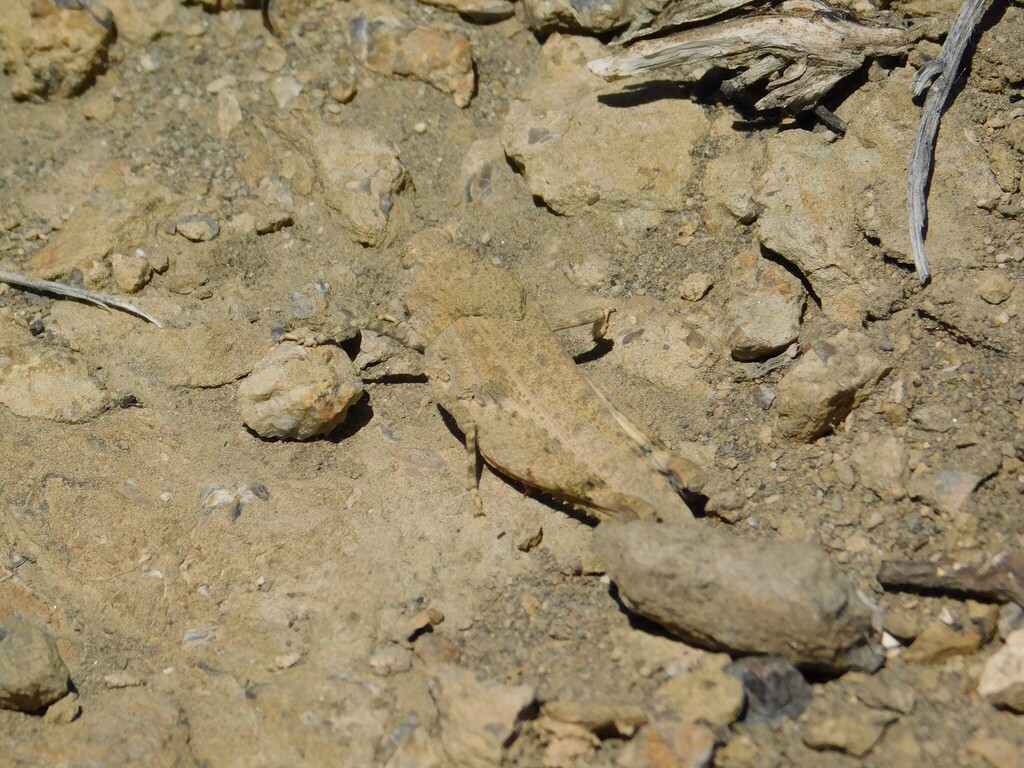 Neuquenina fictor
