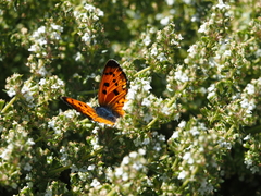 Lycaena alciphron