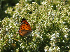 Lycaena alciphron