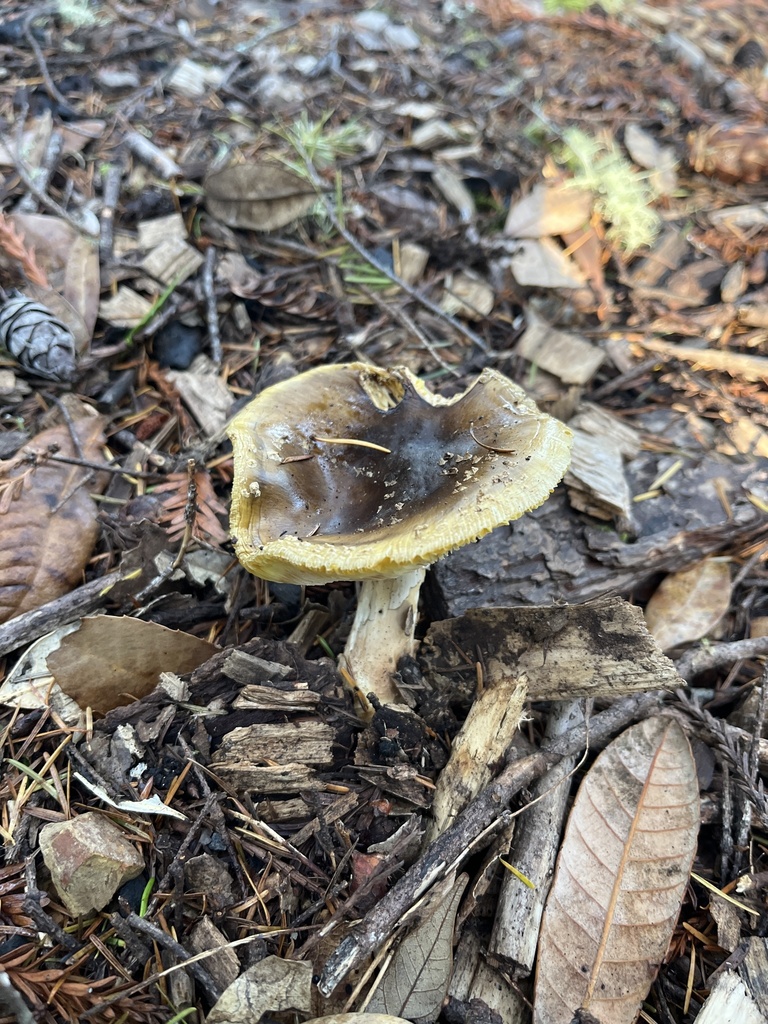 Amanita augusta · November 2025 · photo: © c_dizzy (iNaturalist, cc0)