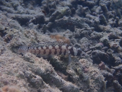 Parapercis tetracantha