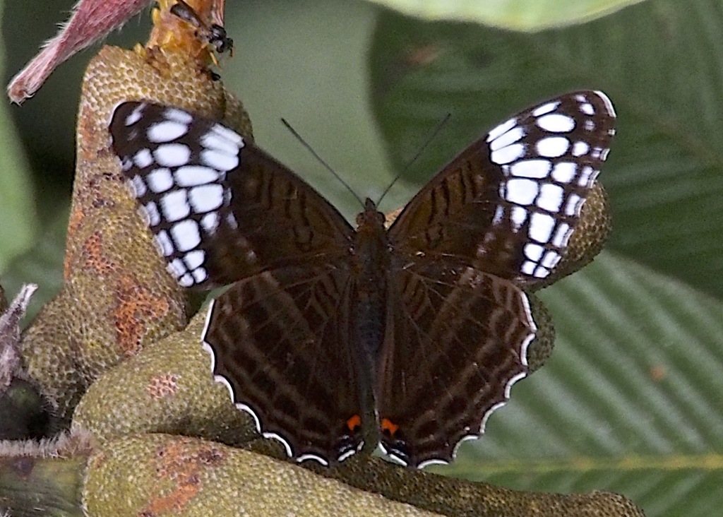 White-spotted Sister