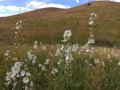 Alcea nudiflora