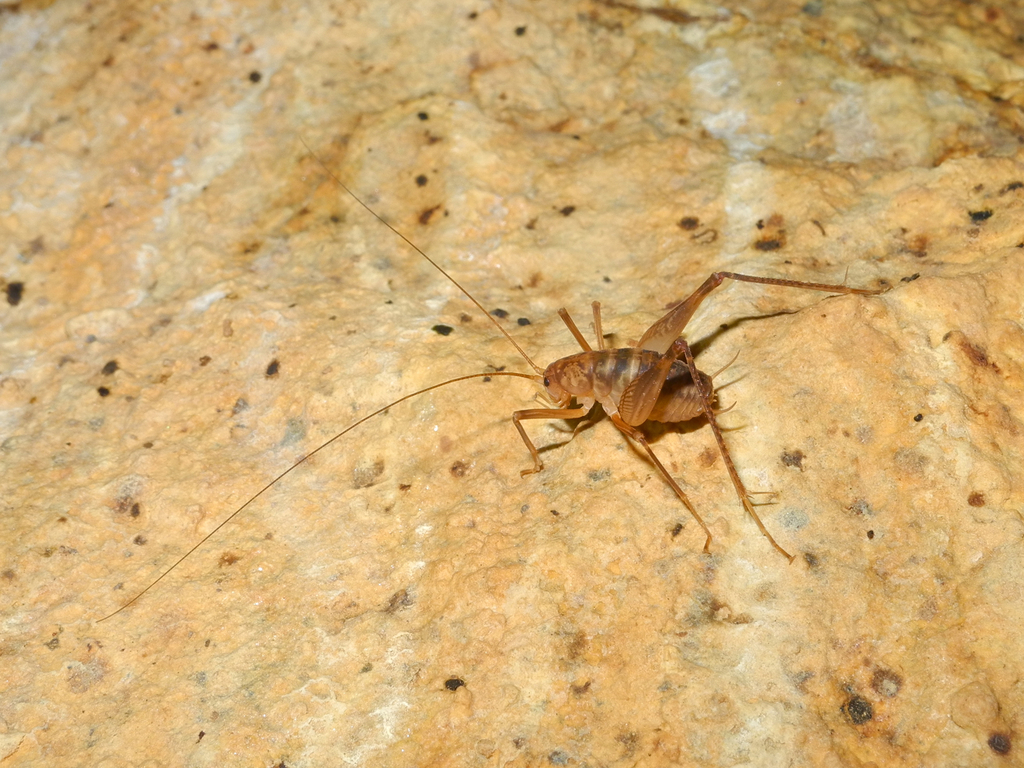 Farallonophilus