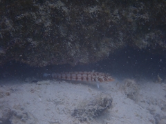 Parapercis clathrata