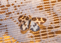 Lomaspilis