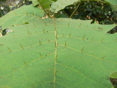 Solanum lasiocarpum