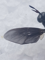 Hermetia illucens