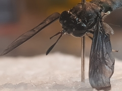 Hermetia illucens
