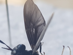 Hermetia illucens