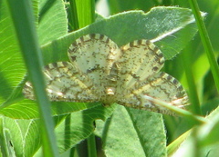 Heliomata glarearia