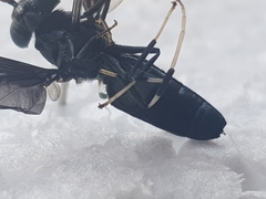 Hermetia illucens