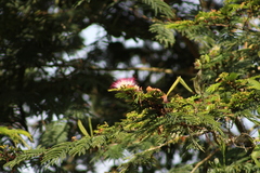Calliandra pittieri