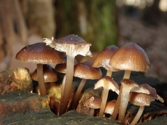 Mycena tintinnabulum