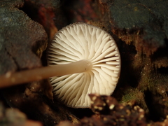 Mycena tintinnabulum