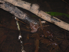 Microhyla berdmorei