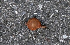 Quantula