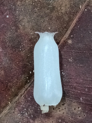 Cavendishia callista, photograph 6