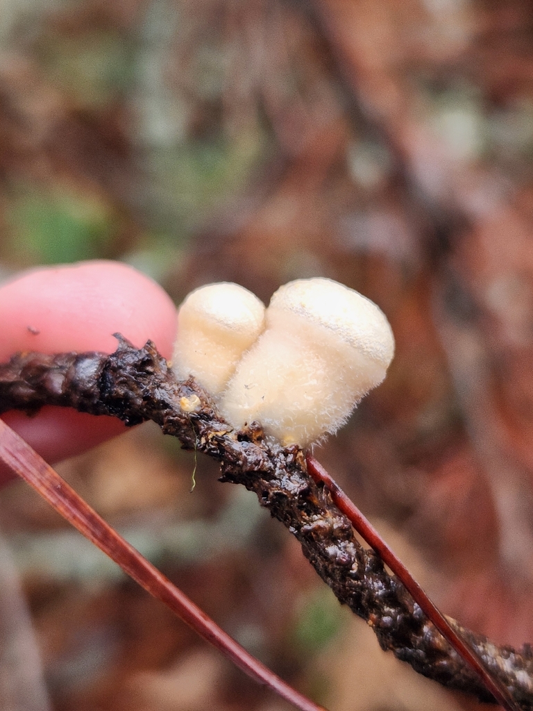 Nidula niveotomentosa · November 2025 · photo: © lytiic (iNaturalist, cc-by-nc)