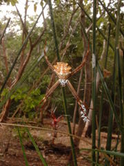 Argiope blanda
