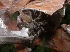 Ischnothele digitata