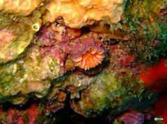 Caryophyllia smithii