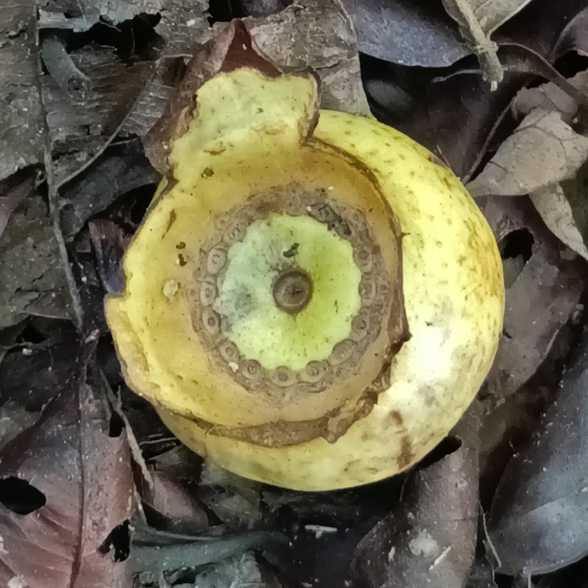 Bellucia grossularioides