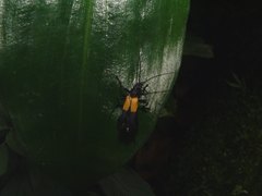 Chauliognathus terminalis