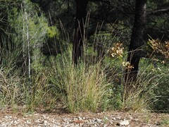Achnatherum bromoides