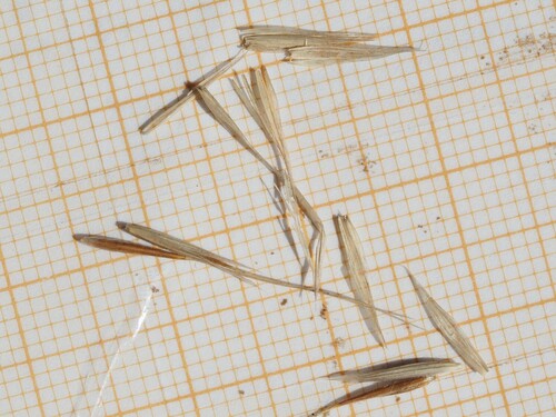Achnatherum bromoides, photograph 1