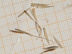 Achnatherum bromoides, photograph (c) Louis Aureglia, some rights reserved (CC BY)