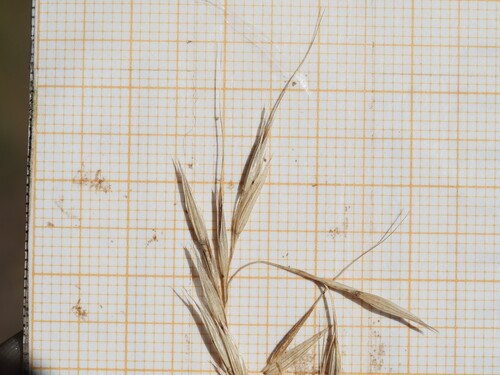 Achnatherum bromoides, photograph 5
