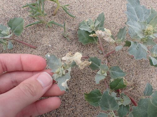Goosefoot Groundling