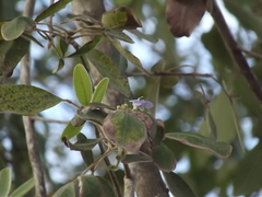 Vitex mollis