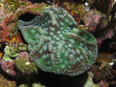 Mycetophyllia