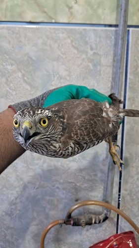 Eurasian Sparrowhawk