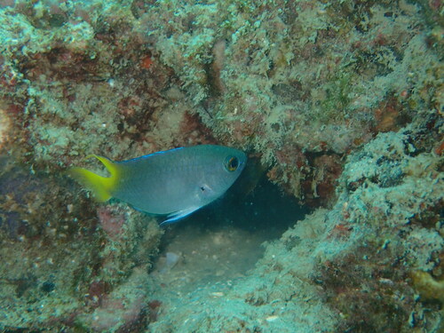 Neopomacentrus sindensis observed 2014-06-06