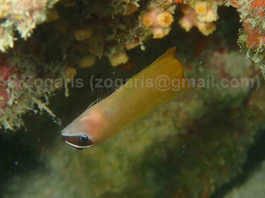 Oman Blenny