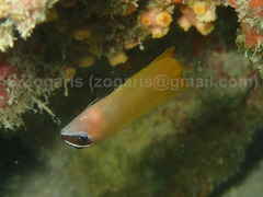 Oman Blenny photo 1