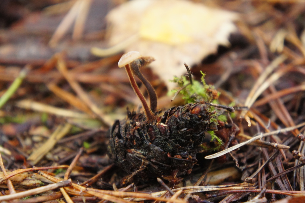 Auriscalpium vulgare · November 2025 · photo: © alexswift (iNaturalist, cc-by)