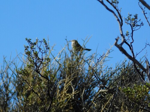 Band-tailed Earthcreeper (Ochetorhynchus phoenicurus), photo 10