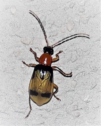 Diabrotica trifurcata · iNaturalist