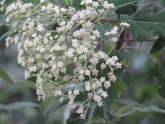Parthenium tomentosum