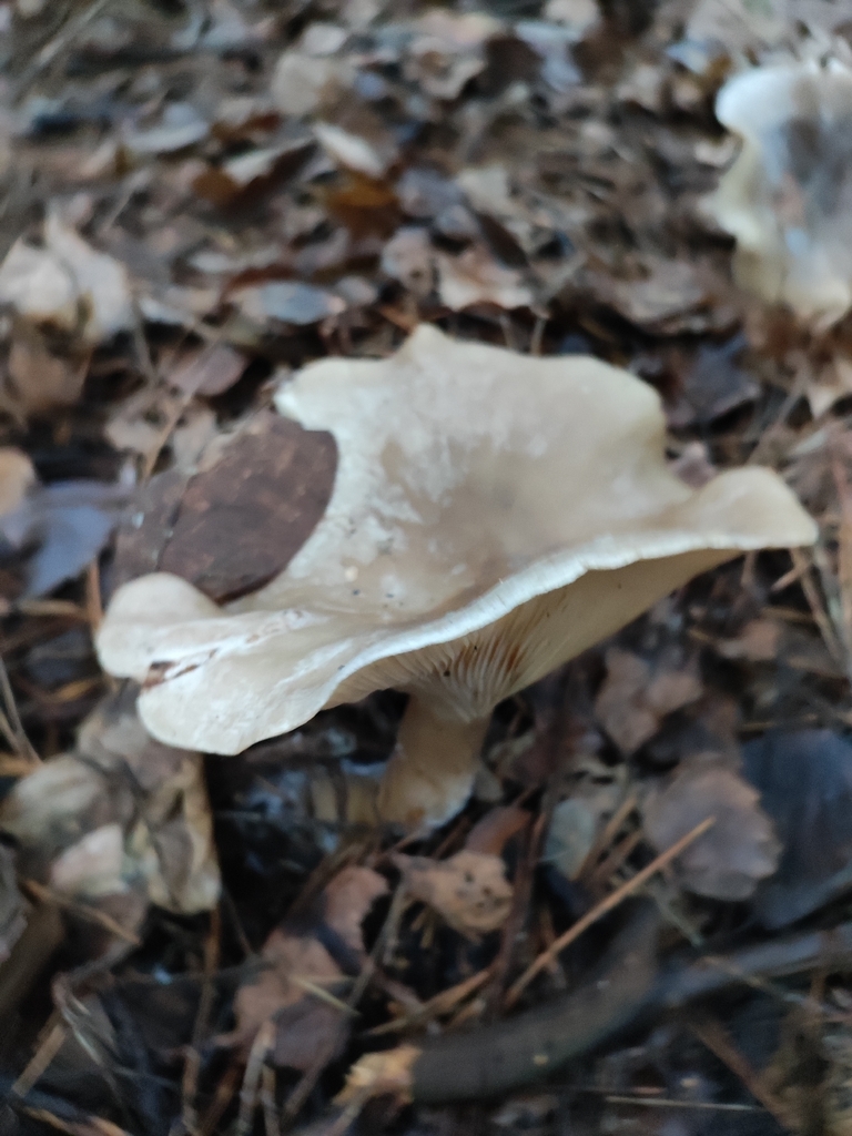 Clitocybe nebularis · November 2025 · photo: © ivanovdg19 (iNaturalist, cc-by)