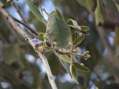 Vitex mollis